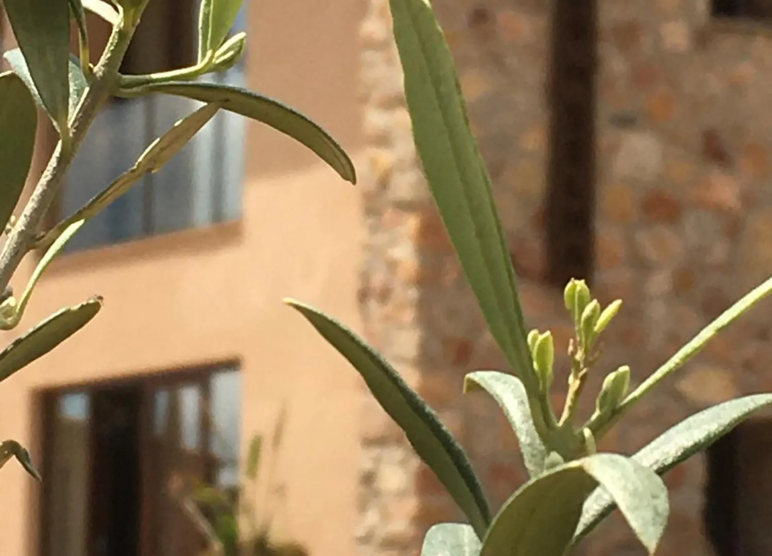 Bed and breakfast Torres De Selma - Eco Resort El Pla de Manlleu España